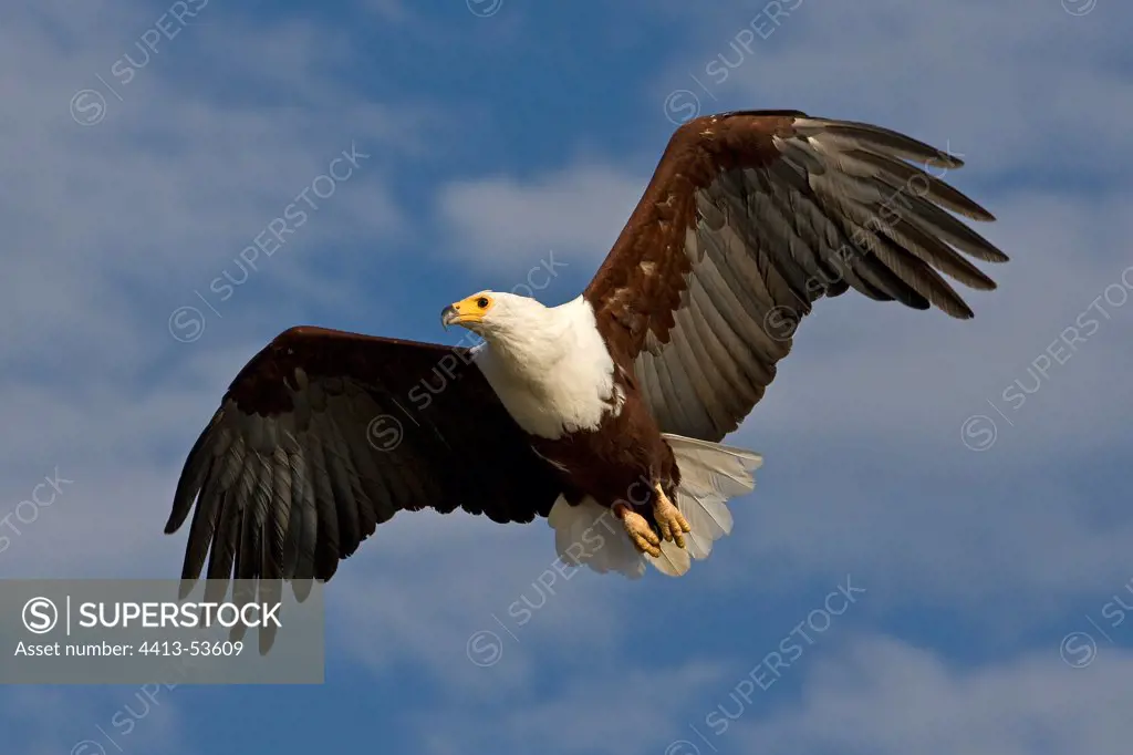 African Fish Eagle in flight above the Lake Baringo Kenya
