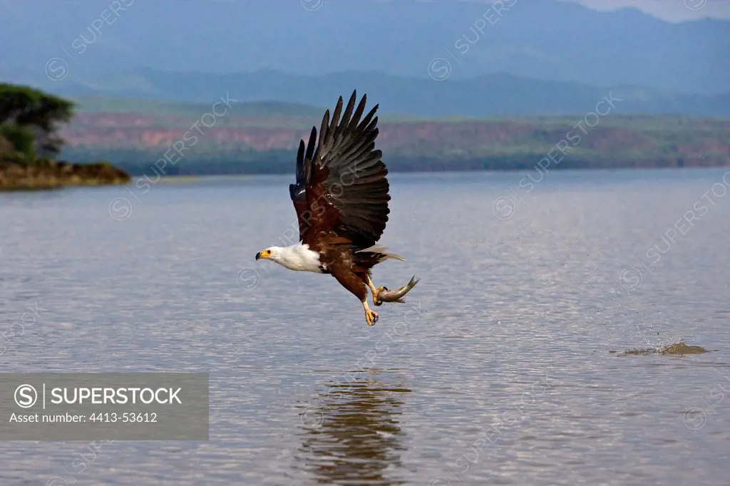 African Fish Eagle fishing at Lake Baringo Kenya