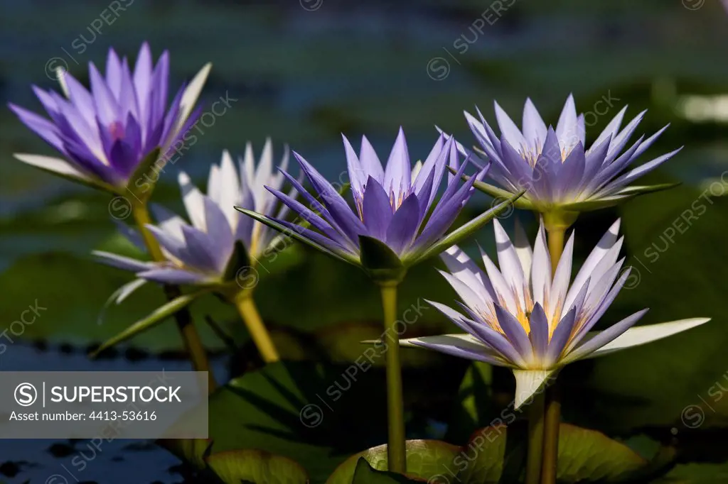 Purple Water Lilies in bloom on Lake Baringo Kenya