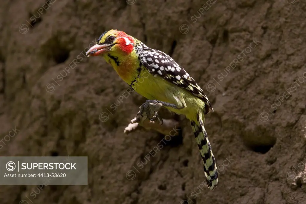 Red-and-yellow Barbet landed near Lake Baringo Kenya