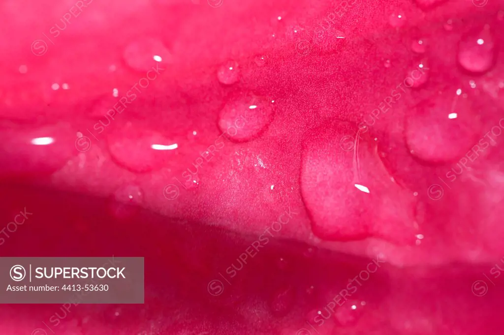 Water drops on an anthurium spathe in Martinique Island