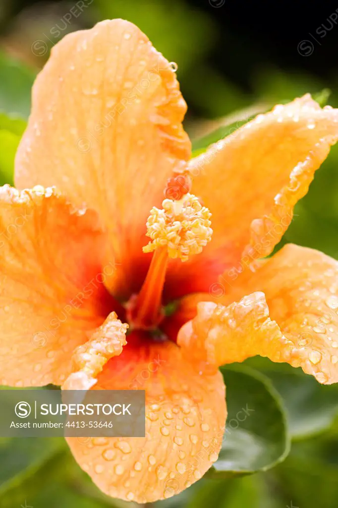 Hibiscus in a garden in Martinique Island