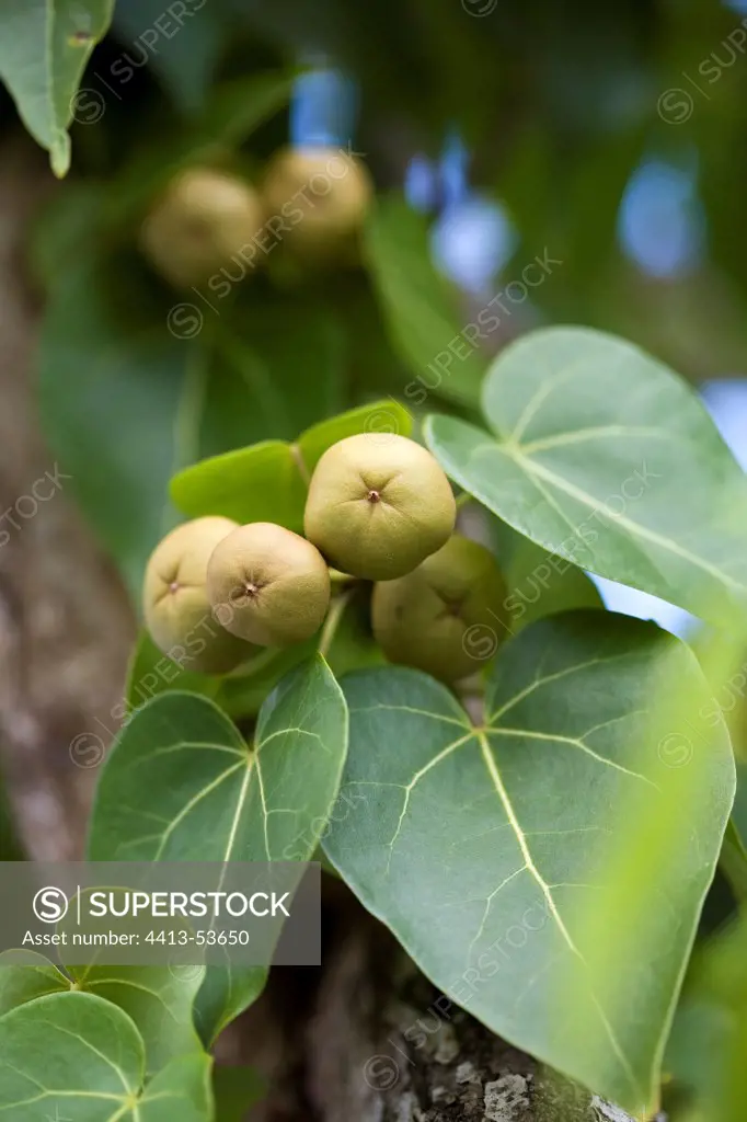 Portia Tree fruits in a garden in Martinique Island