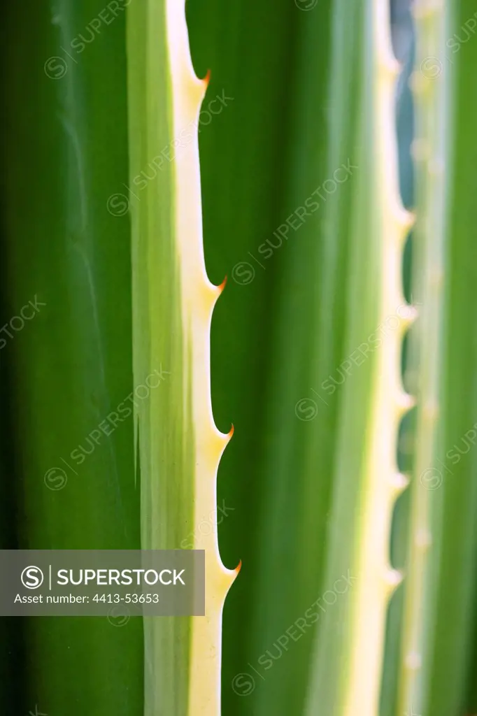 Thorny leaf of an agave in a garden of Martinique Island