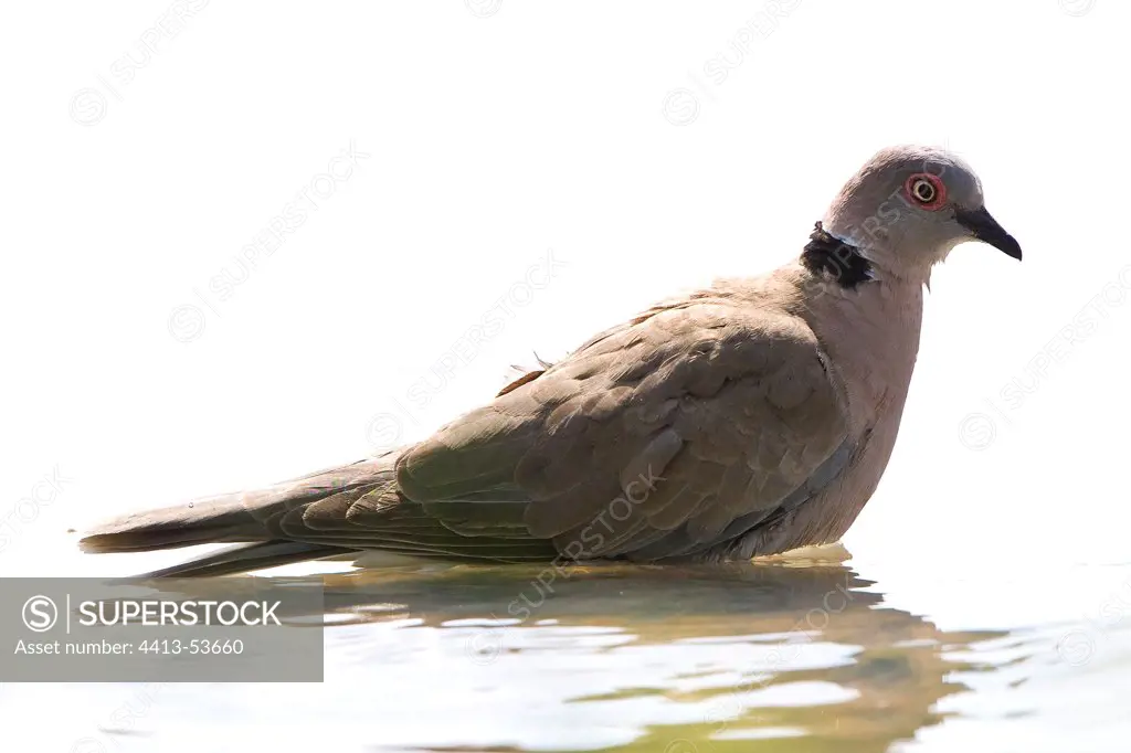 Mourning Collared-Dove swimming Lake Baringo Kenya