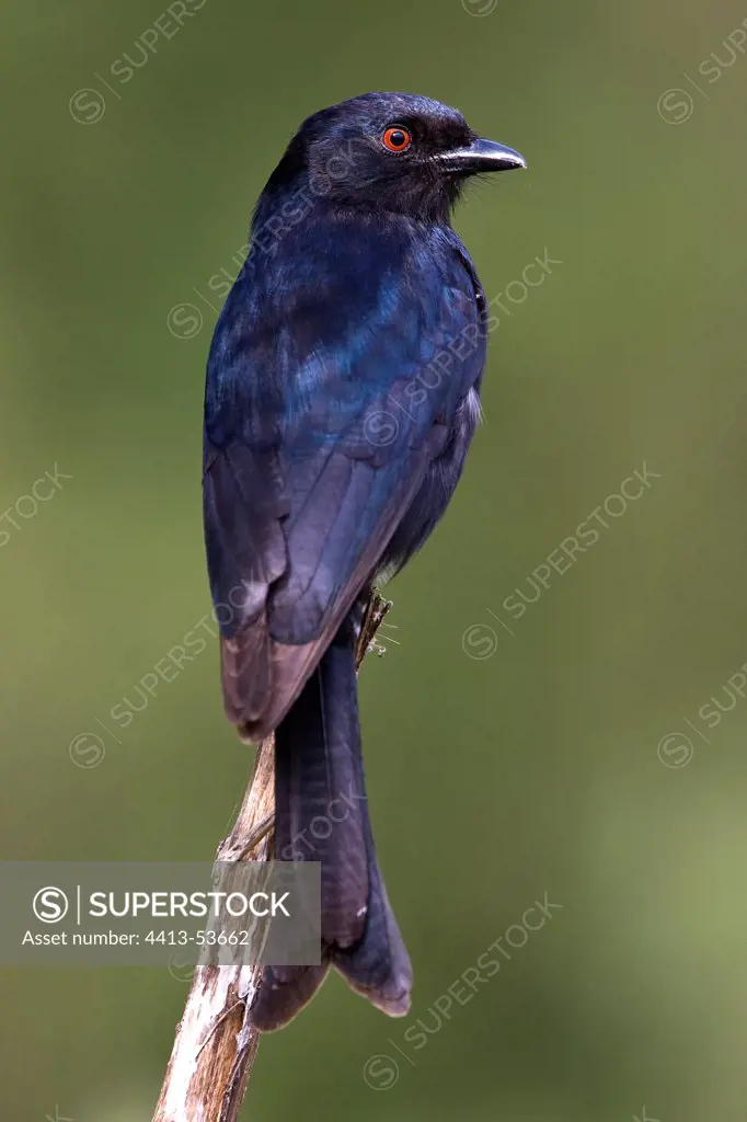 Fork-tailed Drongo landed on a dead wood near Lake Baringo