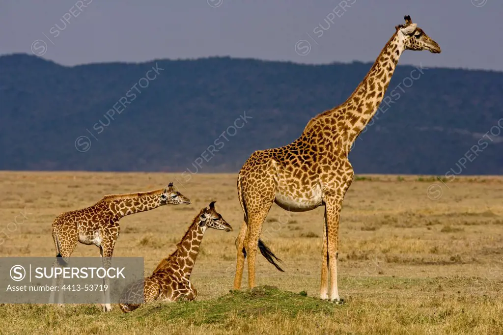 Adults and young Masai Giraffes in the Savanna Masai Mara