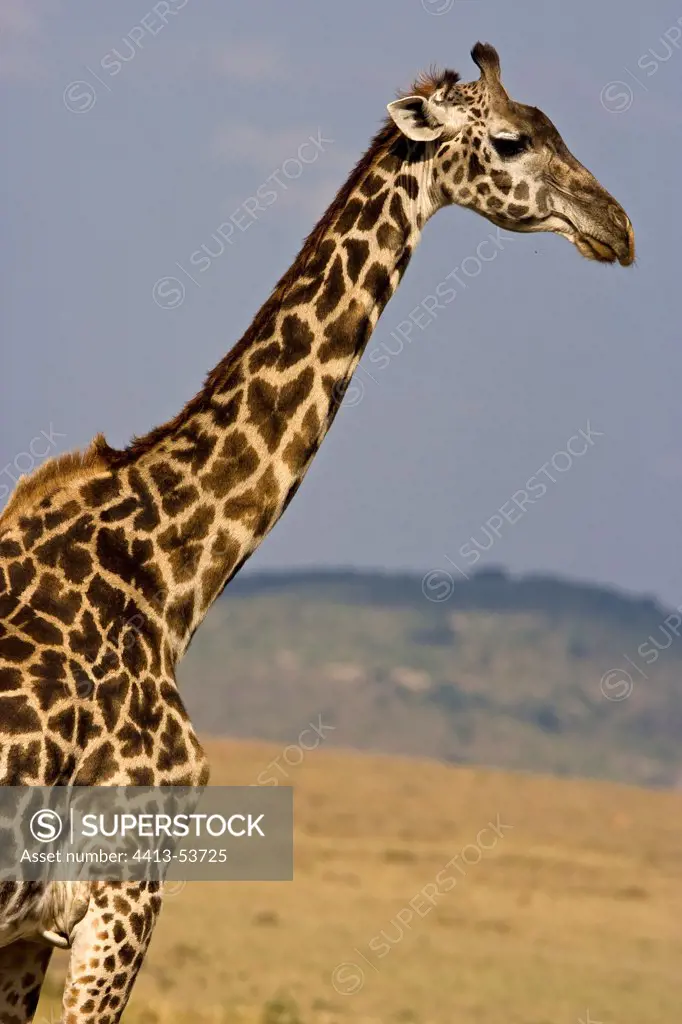 Portrait of a Masai Giraffe in the Savanna Masai Mara Kenya