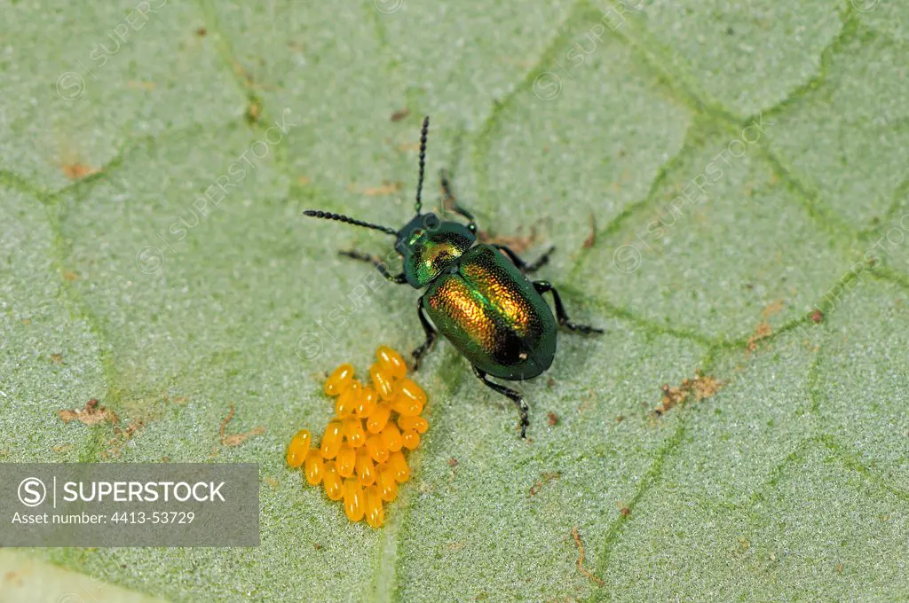Chrysomelid beetle and laying under a leaf of rhubarb