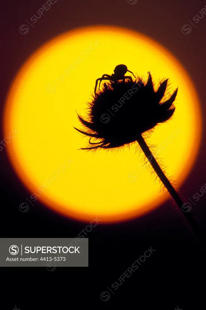 Crab Spider at sunset France