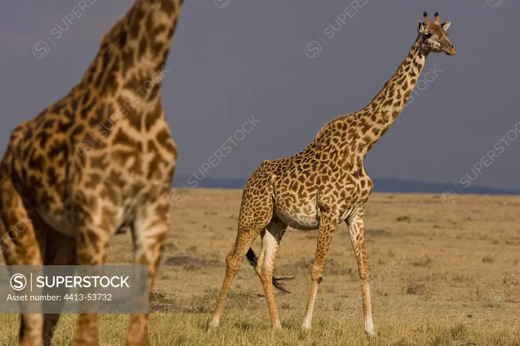 Masai Giraffes walking in the savanna Masai Mara Kenya