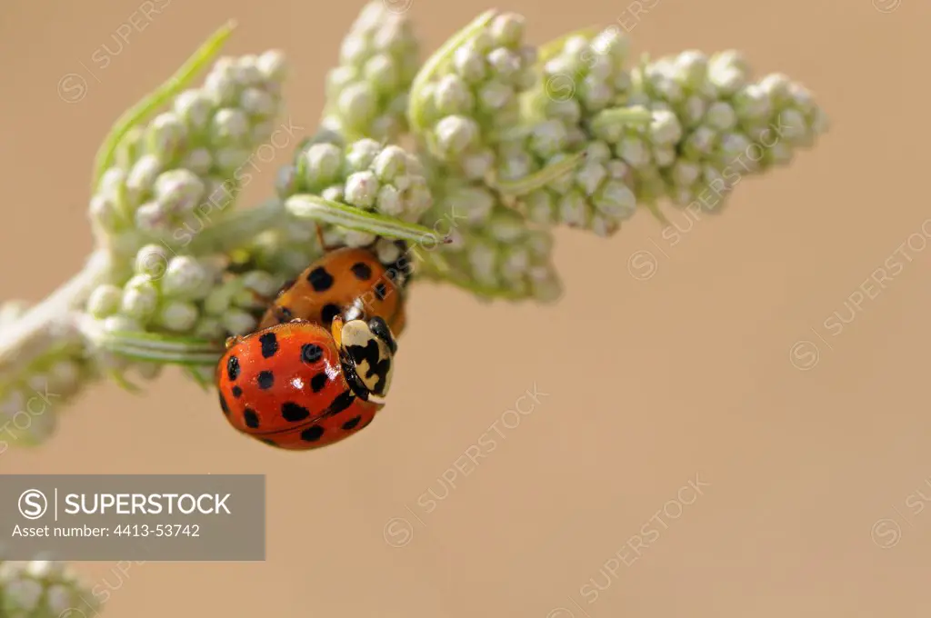 Mating of Asian Lady beetles in July