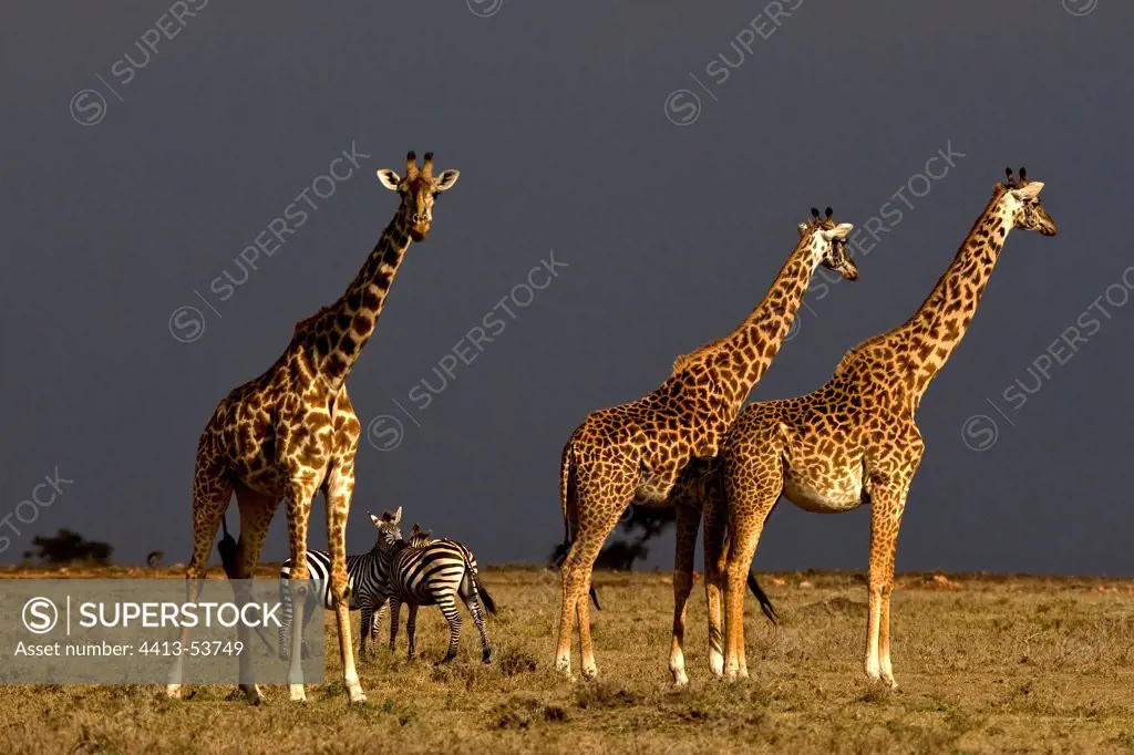 Group of Masai Giraffes in the savanna Masai Mara Kenya