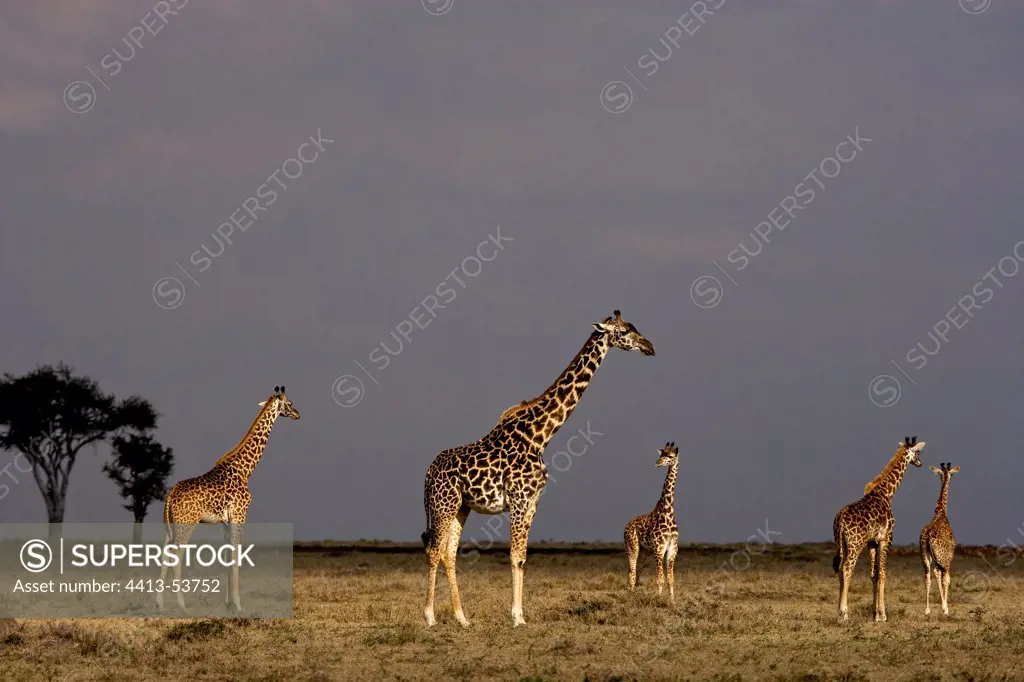 Masai Giraffes and baby Giraffes in the savanna Masai Mara