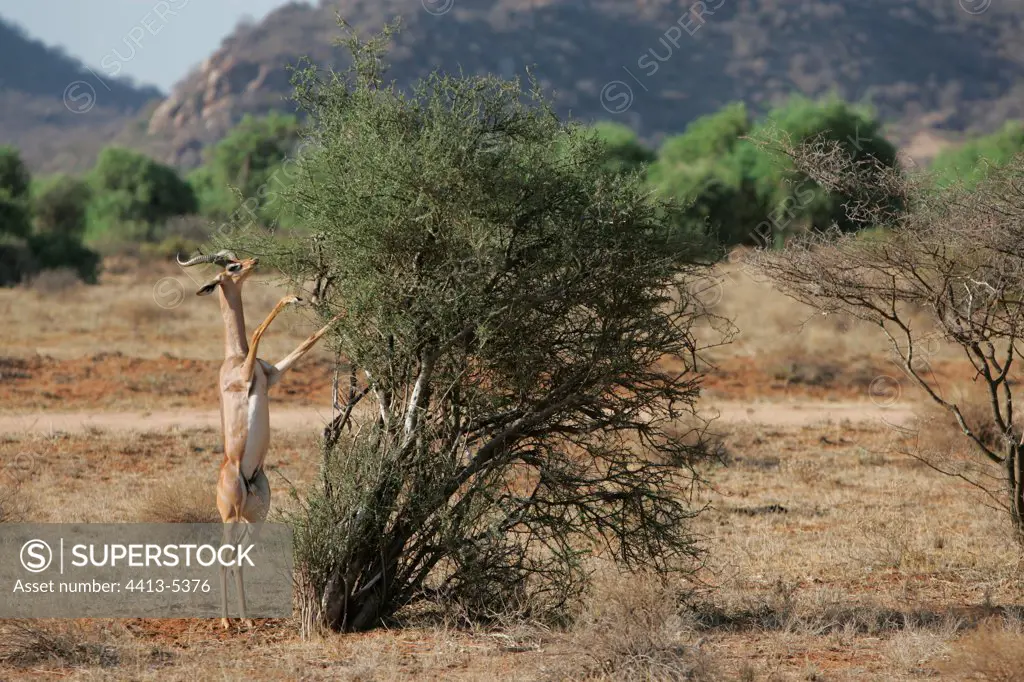 Gerenuk eating in a tree Samburu Kenya
