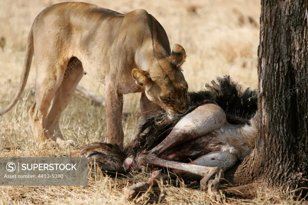 Lioness devouring an ostrich Meru Kenya