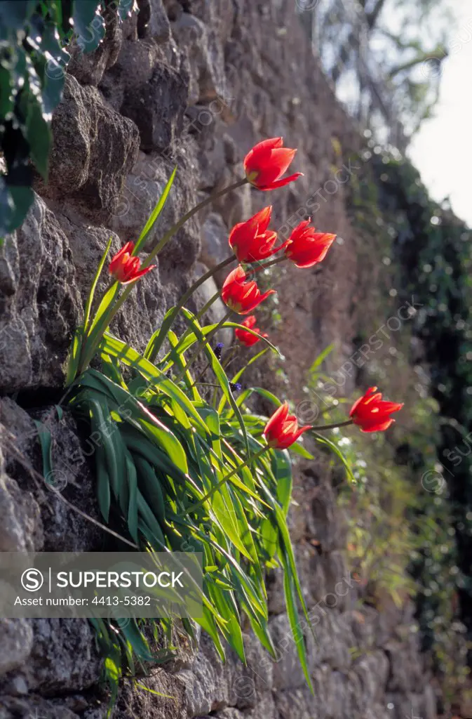 Tulips in a stones wall Vaucluse France