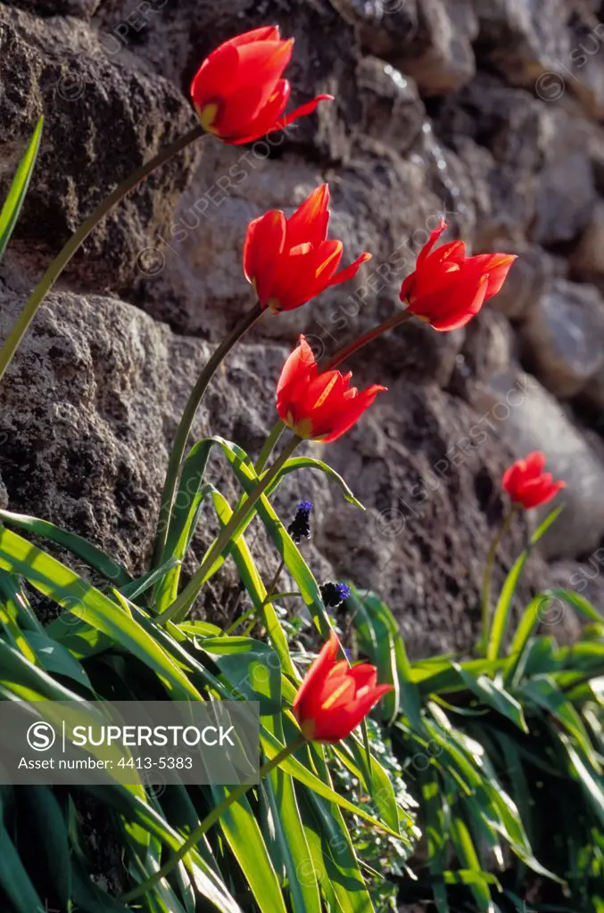 Tulips in a stones wall Vaucluse France