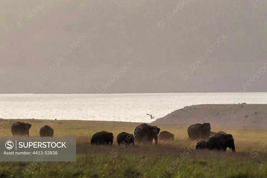 Herd of wild elephants near water Corbett NP India