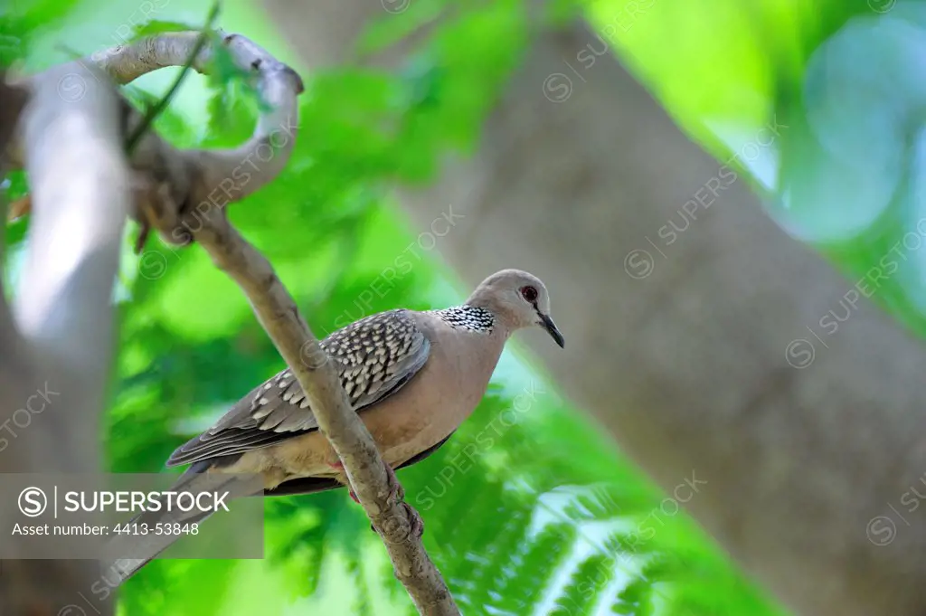 Spotted Turtle-dove in the Corbett NP in India