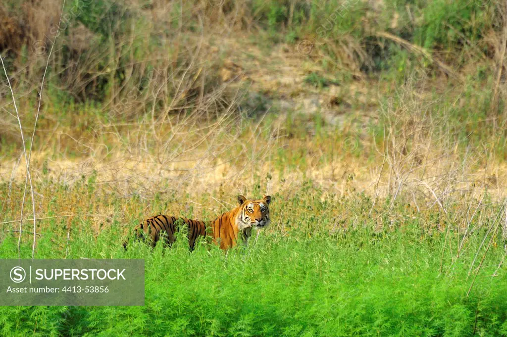 Tiger in a field of Marijuana Corbett INP India