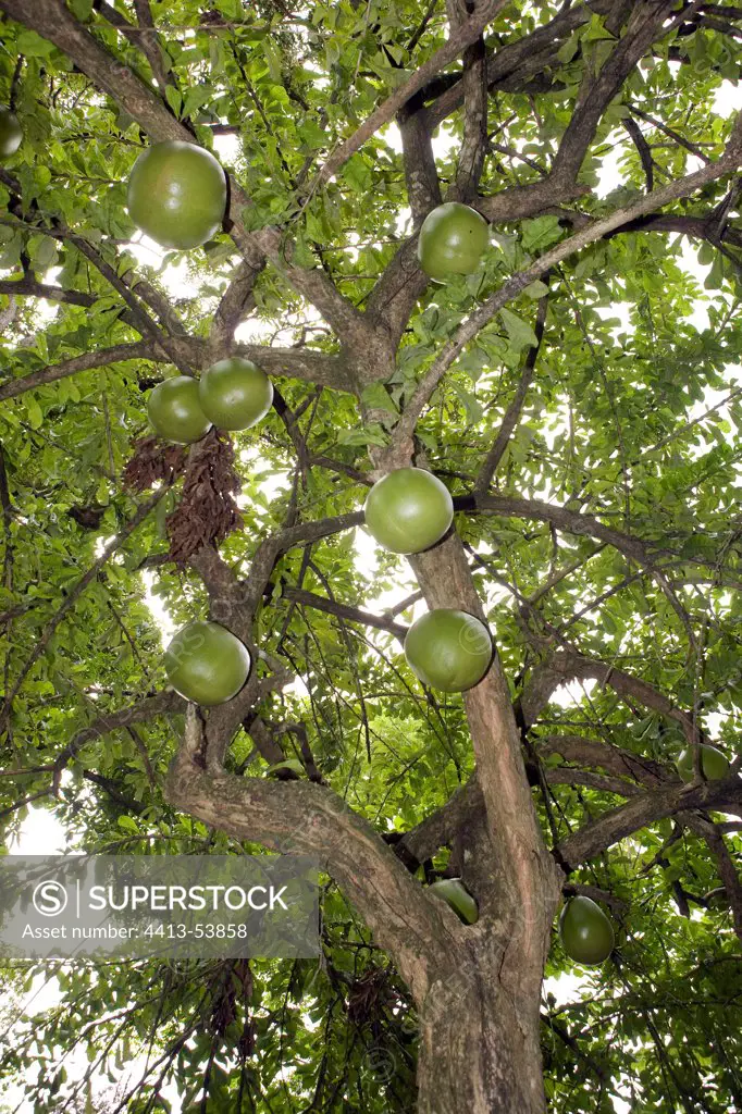 Calabash tree in a garden of Martinique Island