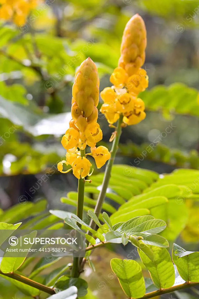 Cassia in bloom in a garden of Martinique Island