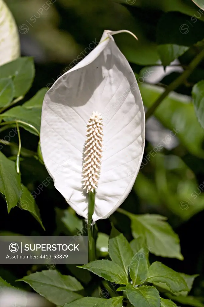 Spathiphyllum in bloom in a garden of Martinique Island
