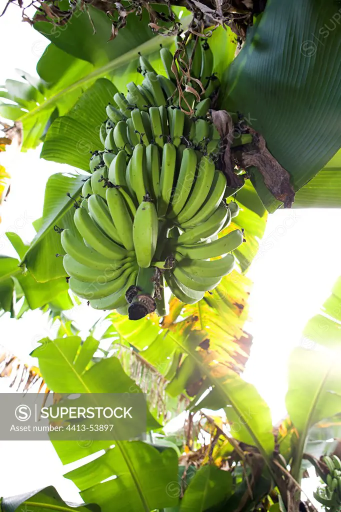 Cluster of bananas in a garden of Martinique Island