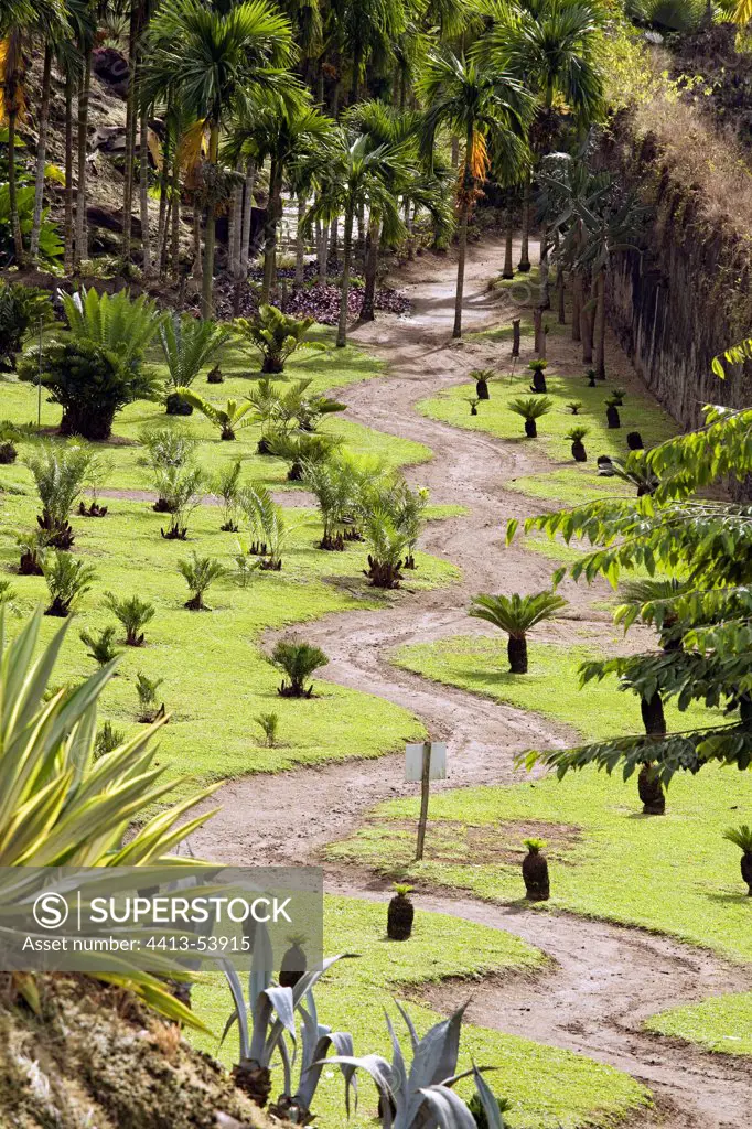 Sago palms plantation in a garden of Martinique Island