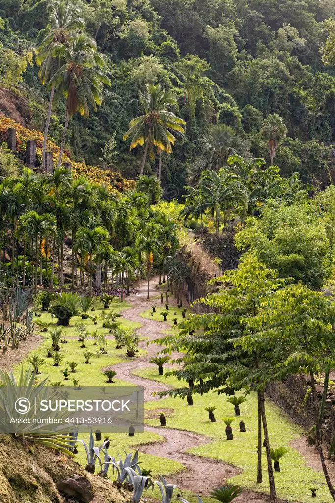 Sago palms plantation in a garden of Martinique Island