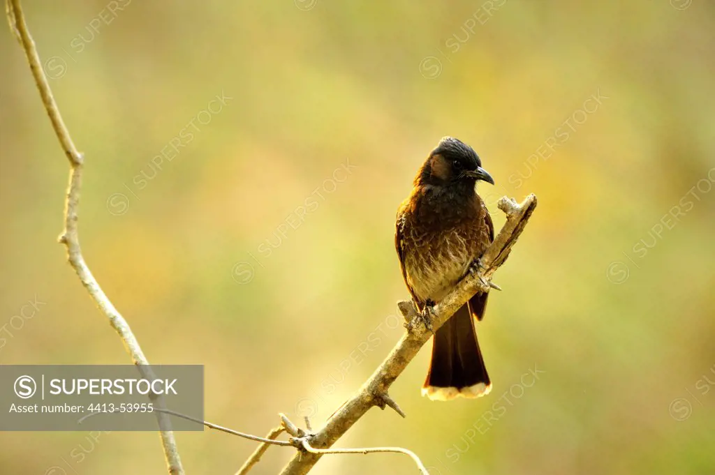 Red-vented Bulbul in Corbett NP India