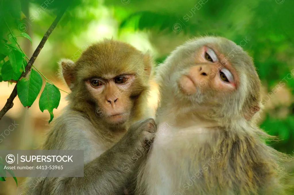 Two Rhesus Monkey are grooming in Corbett NP India