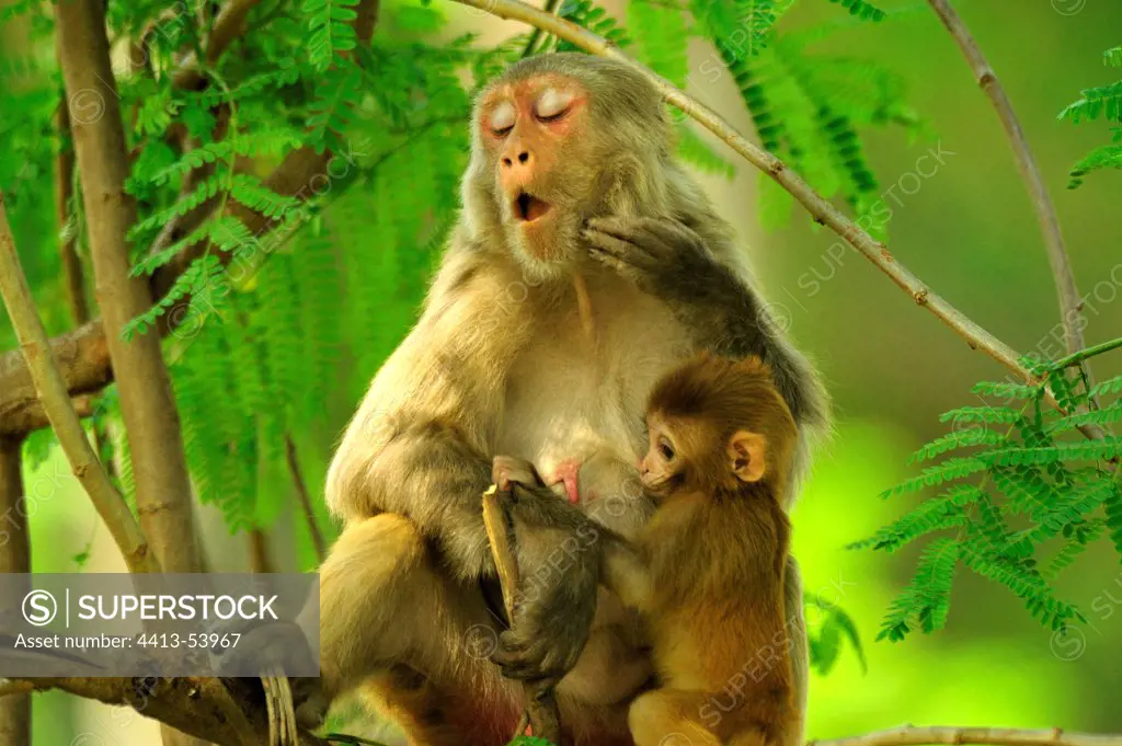 Two Rhesus Monkey young and mother Corbett NP India