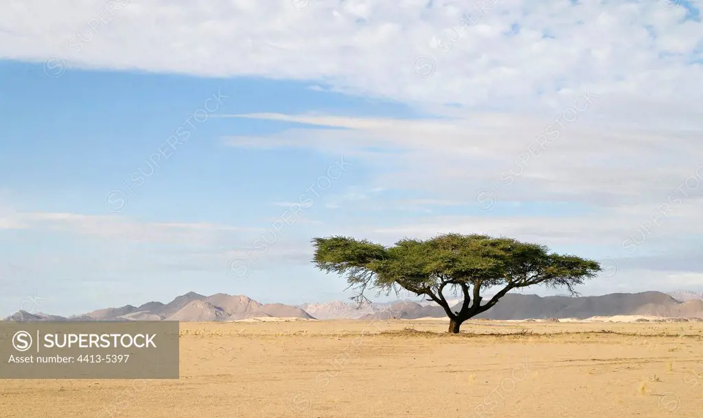 Acacia insulated in the wadi Haourt Tassili N'ajjer Algeria
