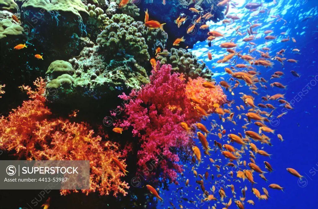 Coral and Sea Goldies Sanganeb Sudan Red Sea