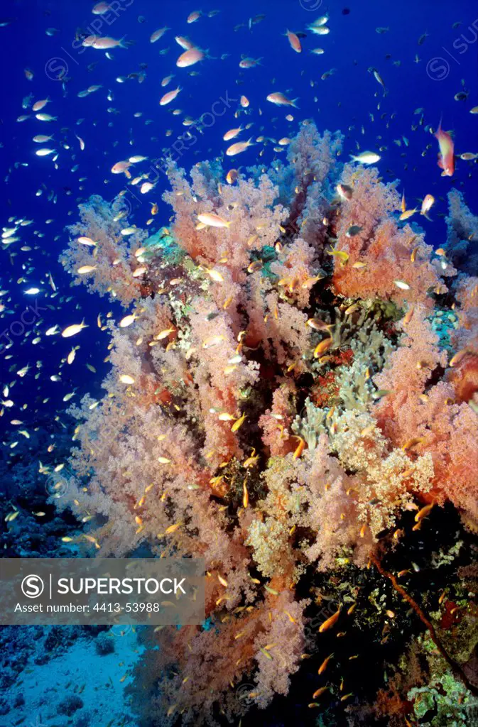 Coral and Sea Goldies Sudan Red Sea