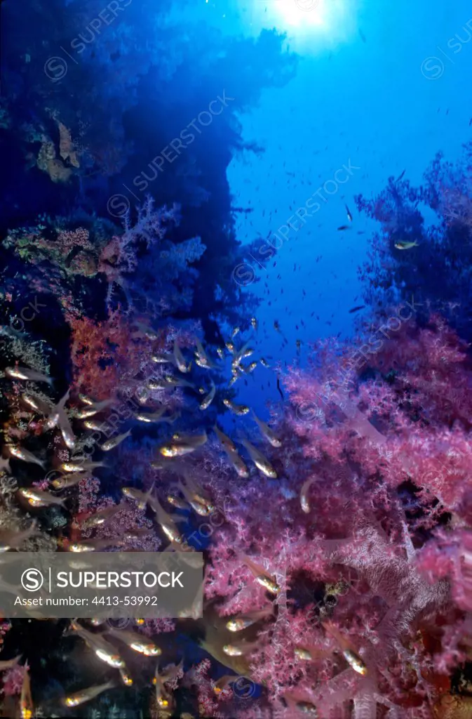 Soft Coral and Pigmy Sweepers Sanganeb Sudan Red Sea
