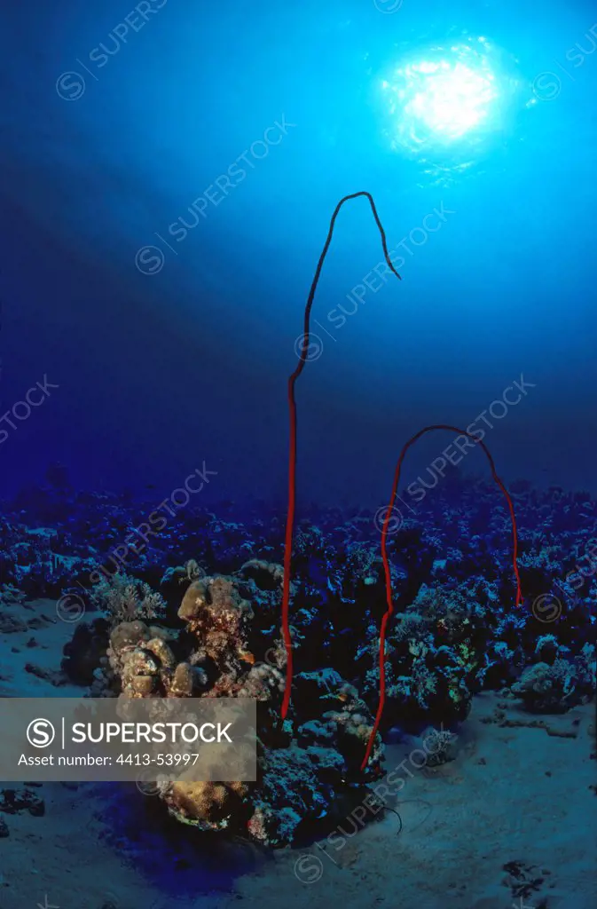 Red sea whip Sudan Red Sea