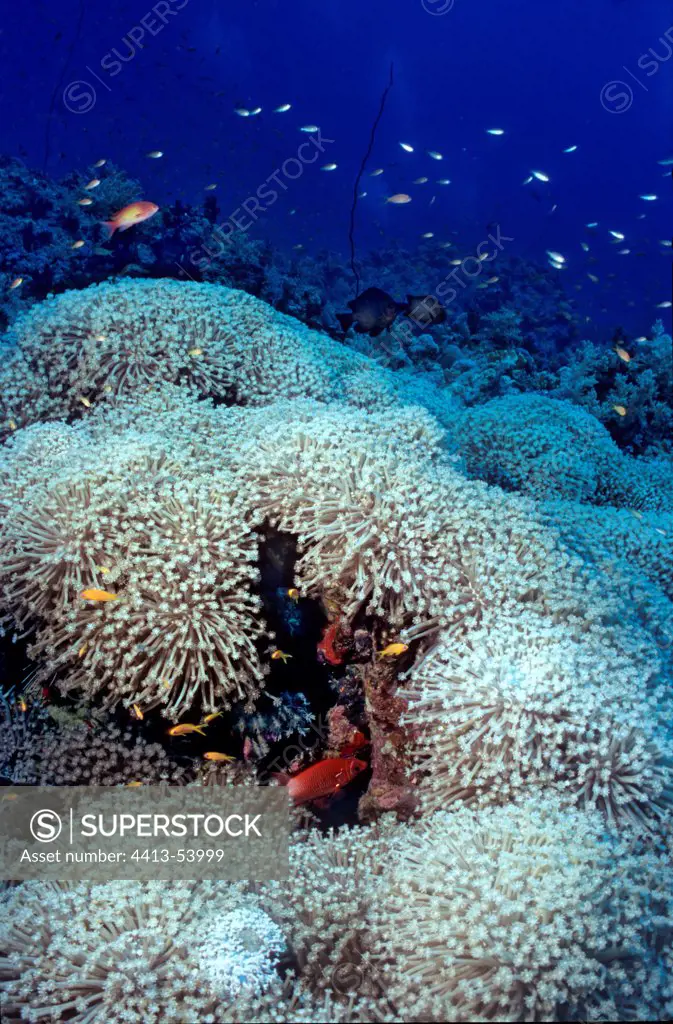 Soft Coral Sudan Red Sea