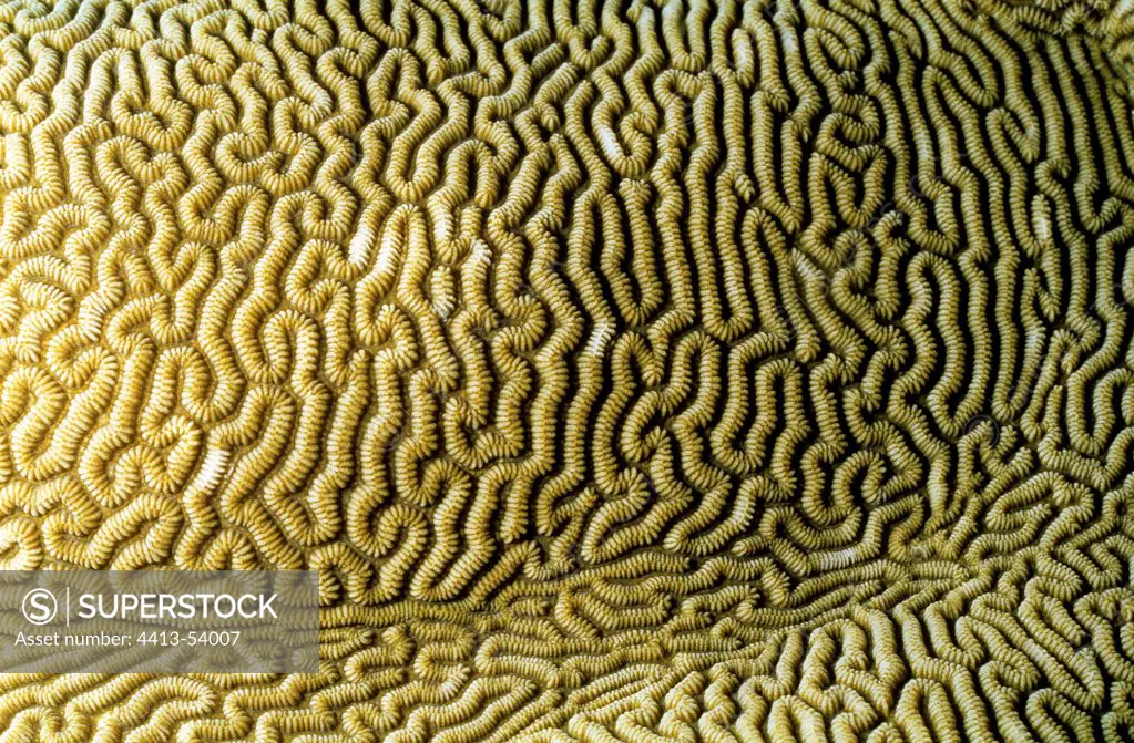 Lesser Brain Coral Sudan Red Sea
