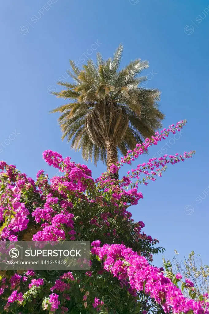 Bougainvillea and palm tree in an oasis Sahara Algeria