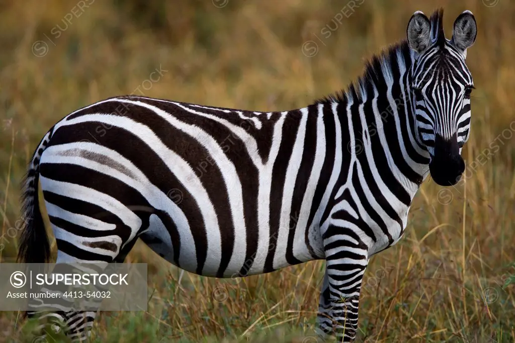 Zebra watching in the savanna Masai Mara Kenya