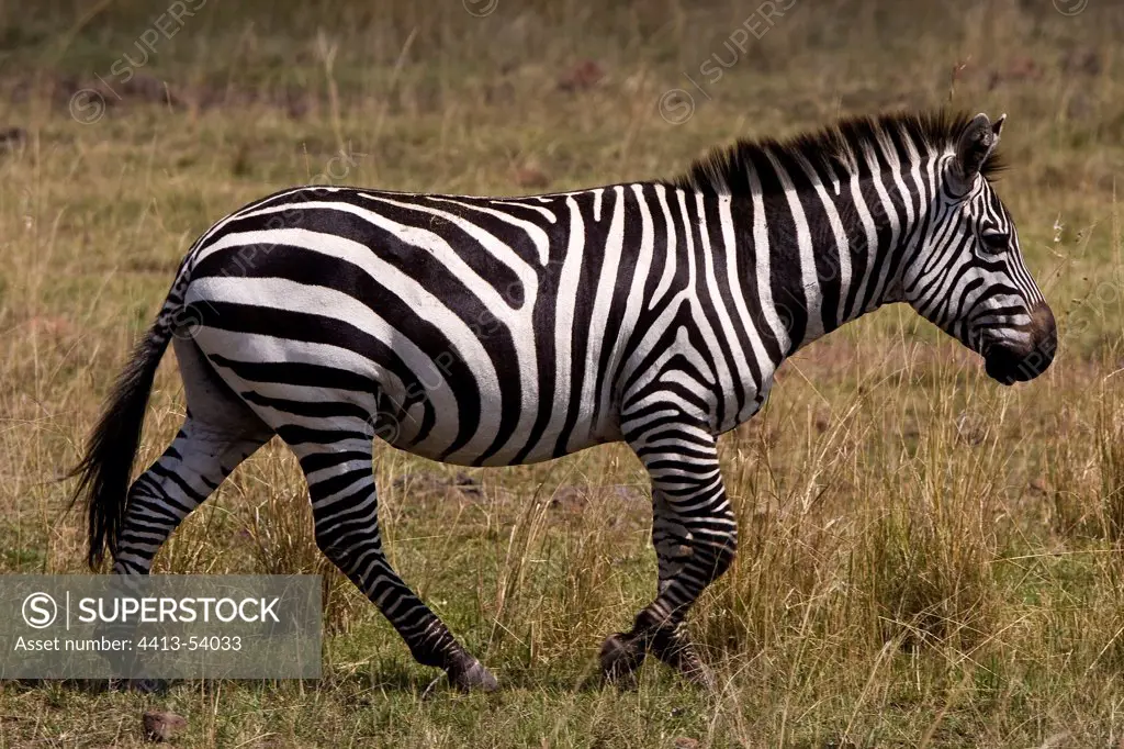Zebra walking in the savanna Masai Mara Kenya