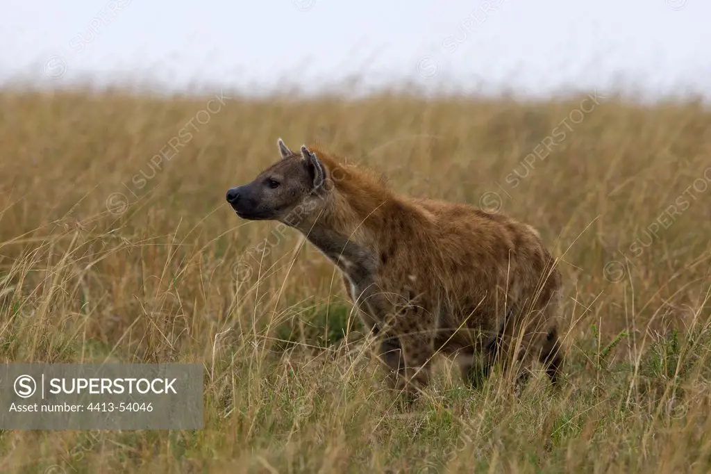 Speckled Hyena observing in the savanna Masai Mara Kenya