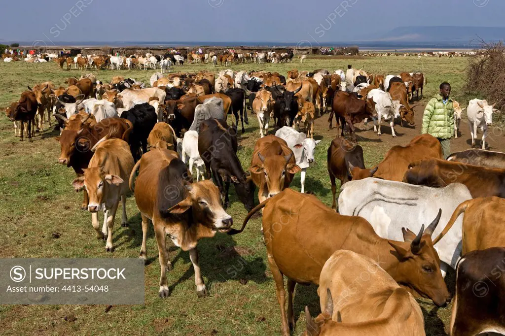 Masai cattle herd Masai Mara Game Reserve