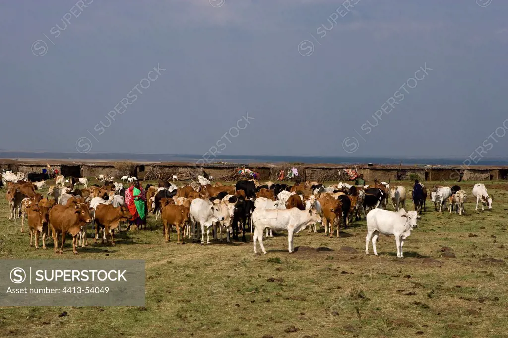 Masai cattle herd Masai Mara Game Reserve