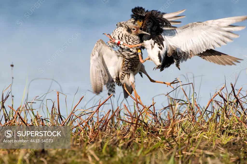 Male Ruffs fighting for hierarchy Lapland