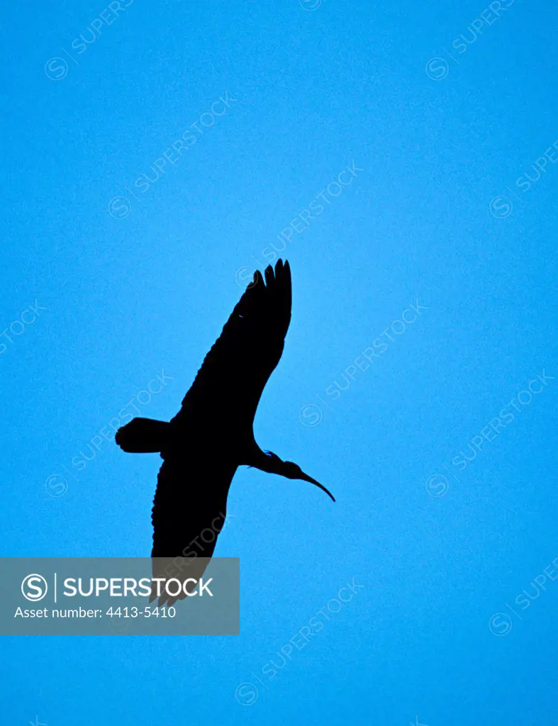 Northern Bald Ibis flying Massa Wadi Morocco