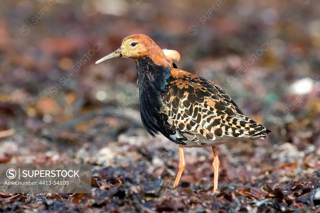 Male Ruff in bridal livery looking for food Varanger Norway